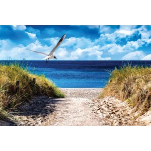 Leinwandbild Seagull: Möwe fliegt über Dünenweg zum blauen Meer und Strand. 30x45cm Wandbild.