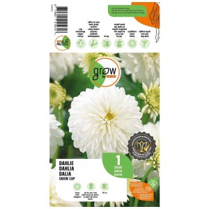 Grow by OBI Dalia Snow Cap, fiore bianco. Bulbo per aiuole, vasi e come fiore reciso.