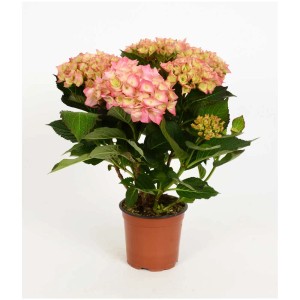 Rosa Bauernhortensie (Hydrangea macrophylla) im Topf mit grünen Blättern.