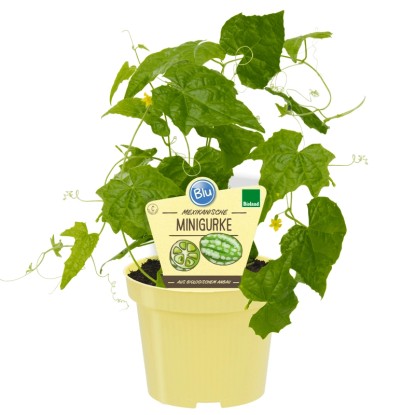 Mini concombre mexicaine Pot-Ø env. 12 cm Melothria