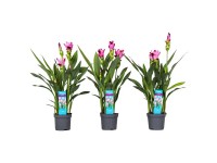 Thai-Tulpe Siam Splash Curcuma alismatifolia Topf Ø 13 cm / 1 Stk. Thai-Tulpe Siam Splash Curcuma alismatifolia Topf Ø 13 cm / 1 Stk.