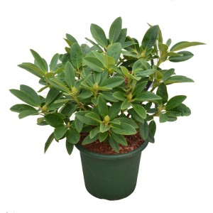 Alpenrose Sun Fire in vaso, altezza circa 30-40 cm. Rododendro con foglie verdi.