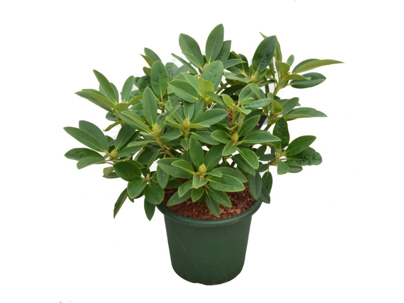 english yew taxus baccata 10 ENGLISH YEW Taxus Baccata Tree Shrub Conifer Sun or Shade Red Ornamental  Berry Seeds
