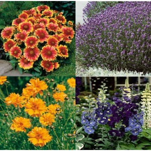 Mélange de plantes vivaces d'été avec des fleurs colorées.
