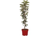 Säulenapfel Blue Tower Malus domestica Topf 7,5 l