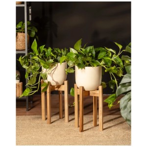 Deux grands pothos dorés (Epipremnum aureum) en pots sur des supports en bois. Plantes d'intérieur pour endroits lumineux.