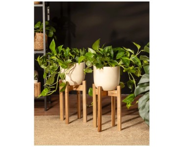 Feey Grosse Efeutute Epipremnum aureum Hhe 60 - 70 cm