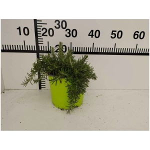 Mélange d'herbes aromatiques avec romarin, sauge et thym en pot (Ø 17cm).