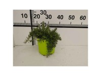 Kräuter-Mix 5 verschiedene Sorten Topf Ø 17 cm / 1 Stk.