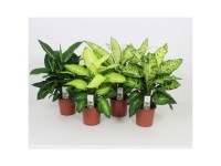 Dieffenbachia Luxus-Mix Topf Ø 17 cm / Höhe 55 cm / 1 Stk.