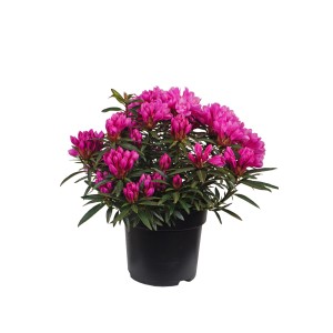 Alpenrose Graziella in vaso: rododendro con fiori rosa brillante.