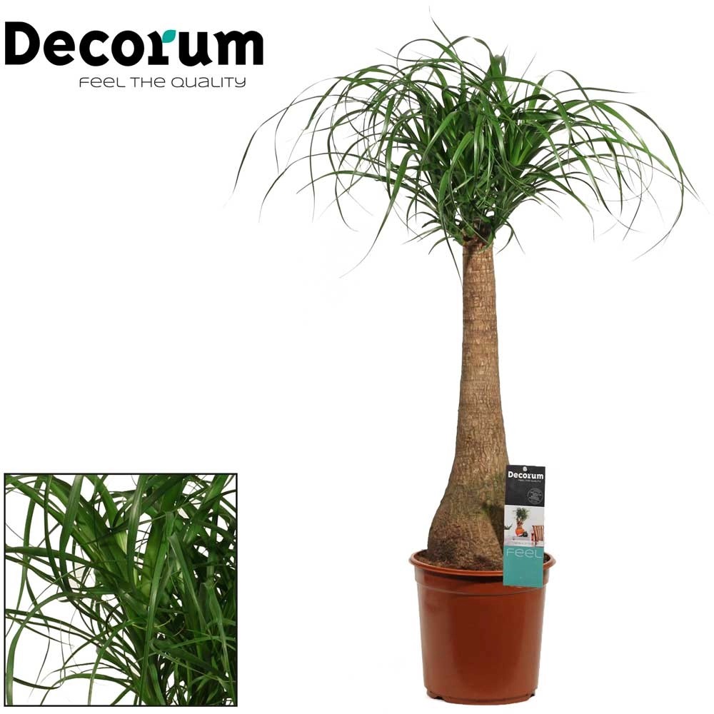 Elefantenfuss Beaucarnea Topf Ø 24 cm kaufen bei OBI
