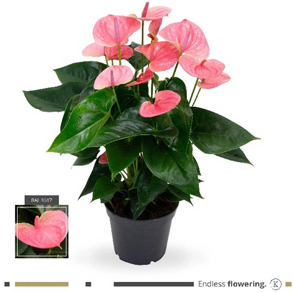 GROW by OBI Flamingoblume Anthurium andreanum Rosa Topf Ø 17 cm kaufen