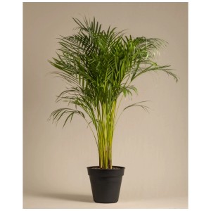 Feey Palmier d'Arec XL en pot noir, une plante d'intérieur tropicale.