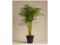 Feey Goldfruchtpalme XL Höhe 115 - 125 cm