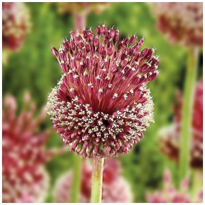 Allium d'ornement 'Red Mohican' de GROW by OBI en fleurs, boule de fleurs rouge avec toupet.
