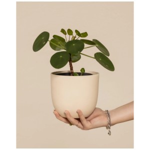 Plante OVNI (Pilea peperomioides) en pot, tenue à la main. Plante d'intérieur avec des feuilles rondes.