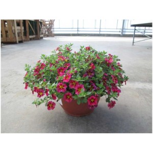 Mix di piante da aiuola in vaso (Ø 25cm) con fiori rosso-gialli, ideale per balconi e terrazze.