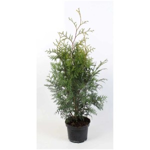 Albero della vita Brabant (Thuja occidentalis) in vaso, pianta da siepe verde.