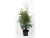 Lebensbaum Brabant Thuja occidentalis Topf Ø ca. 19 cm