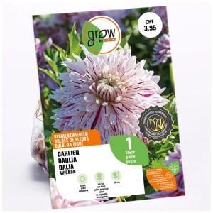 GROW by OBI Dalia Avignon, fiore a strisce crema e bordeaux. Bulbo da fiore per aiuole e vasi.