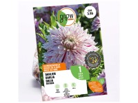 GROW by OBI Dahlia décoratif Avignon Crème/Bordeaux