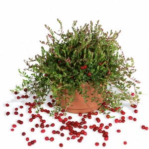 Grosse airelle 'Cranberry' en pot avec des baies rouges. Légume fruit pour jardin et balcon.