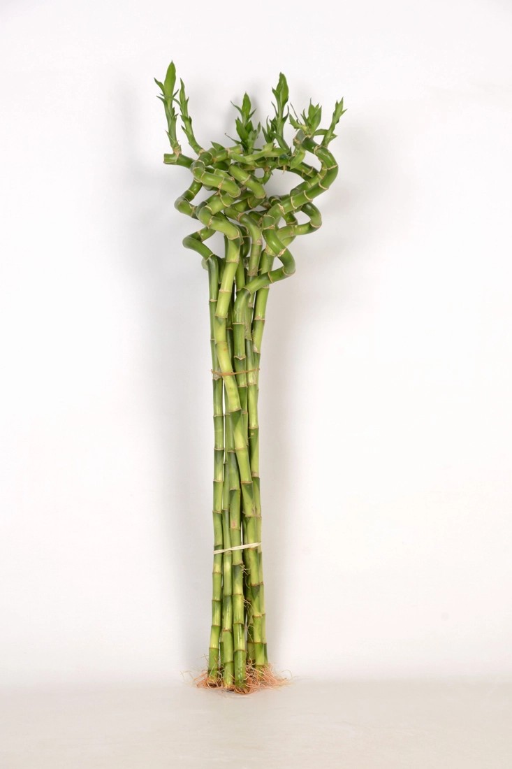Glücksbambus "Lucky Bamboo" Recht 60 cm kaufen bei OBI