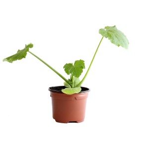 Jeune plant de courgette jaune bio en pot (Ø 9 cm). Idéal pour cultiver soi-même dans le jardin ou sur le balcon.