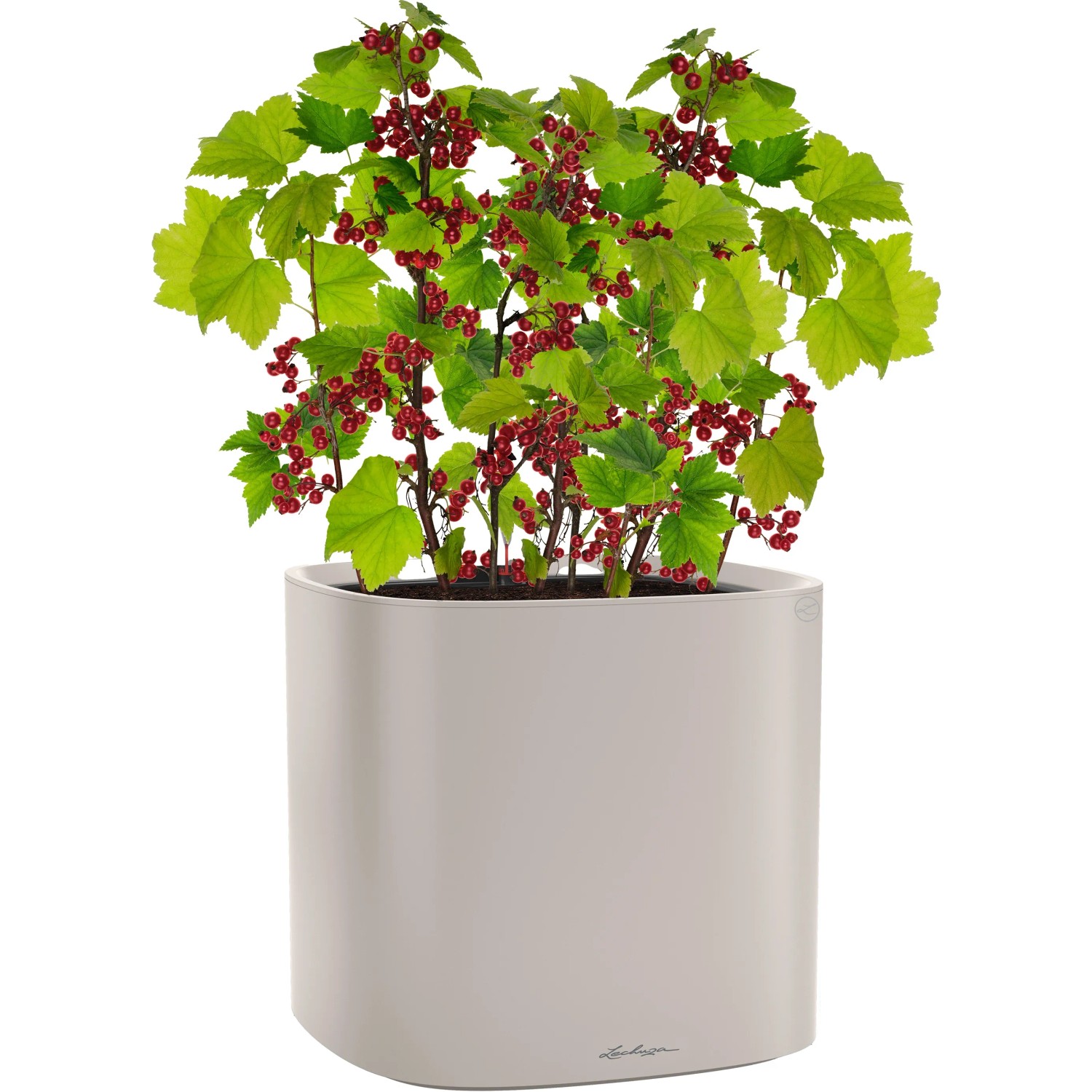 Vaso Per Fiori In Plastica 32 Cm Marrone – Rotondo, Con Fori Di Drenaggio, In Polipropilene, Disponibile Anche In Terracotta E Bianco