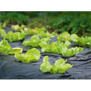 Film de paillage noir (10 m x 1,5 m) avec des salades dans le jardin. Le film conserve la chaleur et l'humidité.