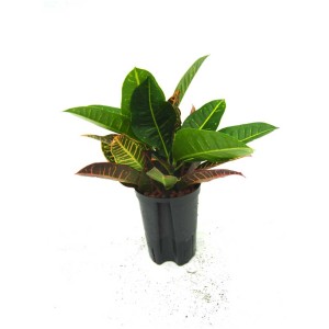 Hydroplante Croton petra en pot, feuilles colorées. Plante d'intérieur pour emplacement lumineux.