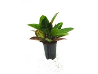 Hydropflanze Wunderstrauch Croton petra Topf Ø 15 cm / Höhe 40 cm