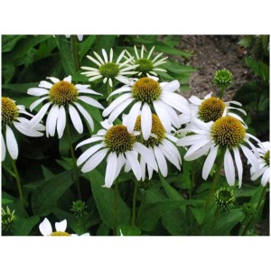 Mix di Echinacea, Echinacea bianca in vaso da 5 l. Fiori estivi per giardino e balcone.