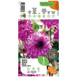 Confezione Grow by OBI Dalia Seniors Purple, fiore di dalia viola scuro in primo piano.