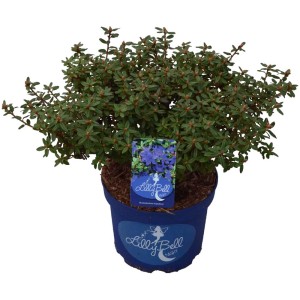 Rododendro nano in vaso da 3L con piccoli fiori blu.