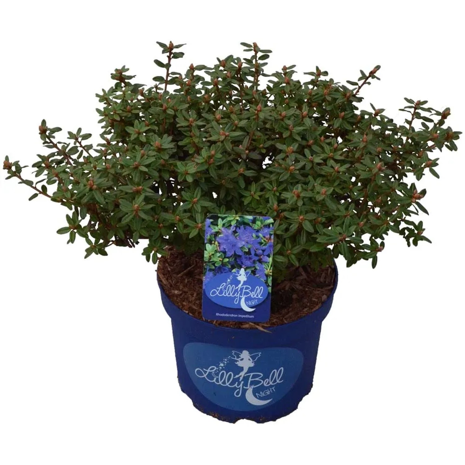 Zwerg Rhododendron kaufen bei OBI