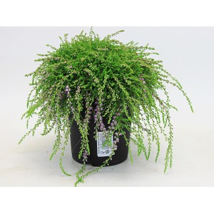 Bruyère 'Heidezwerg' Calluna à boutons floraux violets en pot.