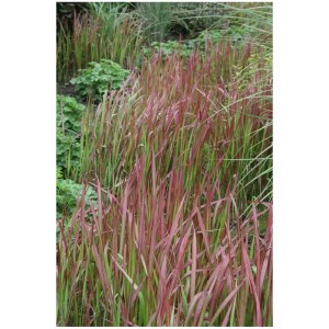 Herbe sanguine du Japon Imperata cylindrica en pot de 6 l, graminée ornementale à pointes rouges.