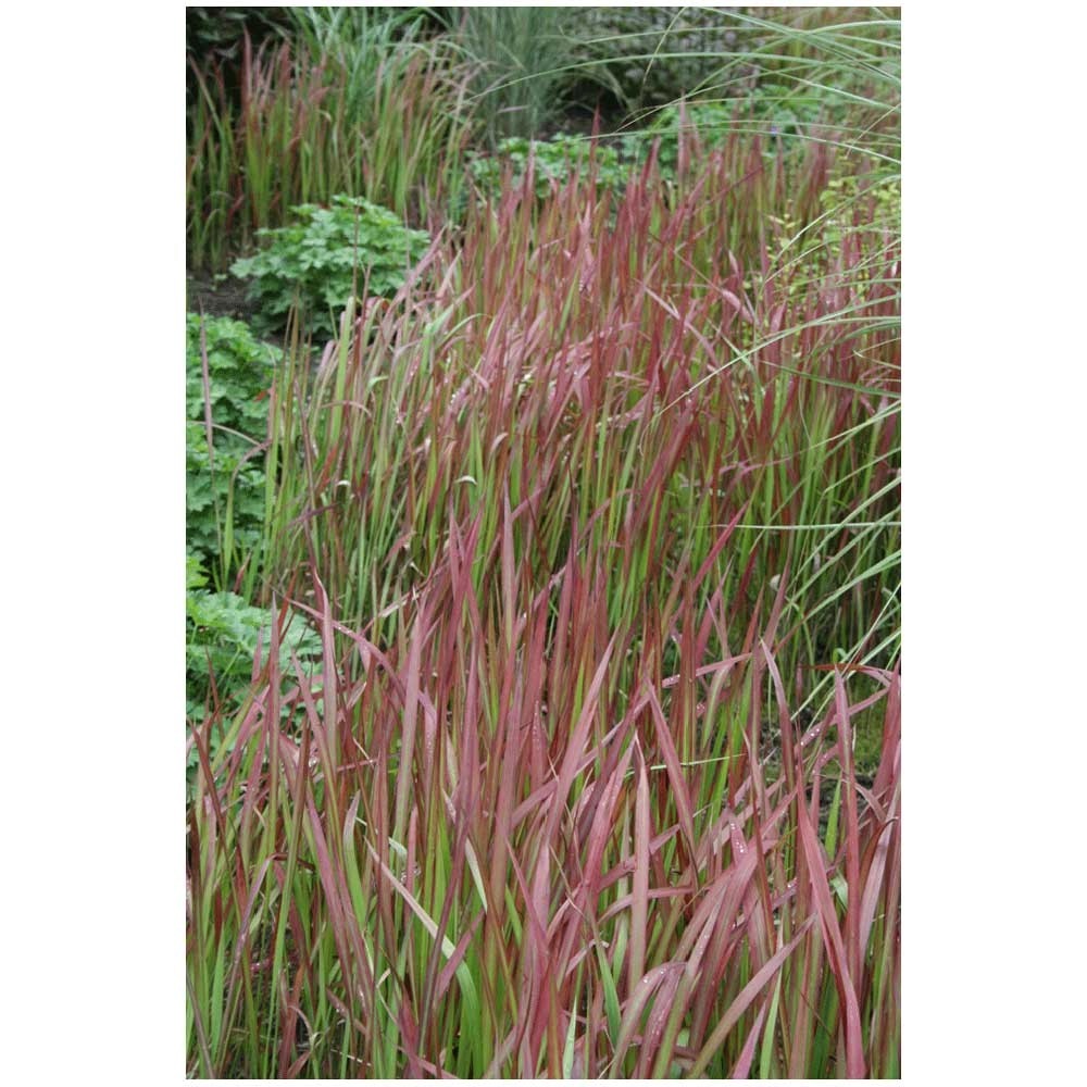 Japanisches Blutgras Imperata cylindrica Container 6 l kaufen bei OBI