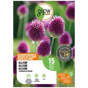 Zierlauch 'Sphaerocephalon': Purpurfarbene Blumenzwiebeln, Höhe 60 cm. Ideal für Beet und Garten.