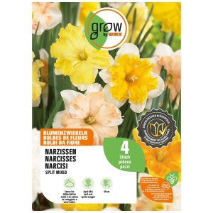 Packung GROW by OBI Narzissen-Mischung, 4 Blumenzwiebeln für farbenfrohe Frühlingsblumen.