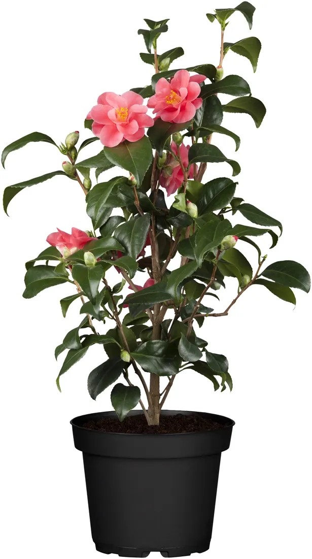 Camellia Japonica Purity In Vaso ø9 Cm - Pianta Rustica Con Fiori Bianchi, Ideale Per Giardino Ombreggiato - Foto 11