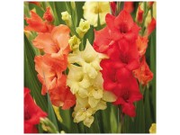 Grow by OBI Gladiolen Sunset Mixed 24 Stk. Grow by OBI Gladiolen Sunset Mixed 24 Stk.