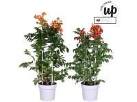 Grosse Klettertrompete Campsis x tagliabuana Mix Topf Ø 23 cm / 1 Stk.