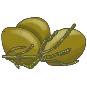 Blu Bio-Olivenkraut (Santolina) en pot, idéal pour la cuisine méditerranéenne.