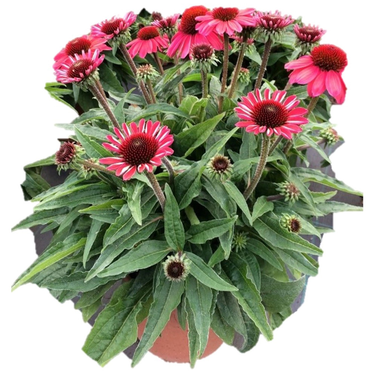 Sonnenhut Sunmagic Echinacea purpurea Topf Ø 19 cm