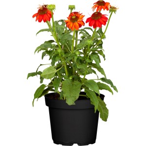 Echinacea purpurea in vaso, circa 19 cm, con fiori rossi.