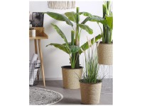 Kunstpflanze Banana Tree im Blumentopf Ø 14 cm / Höhe 154 cm