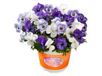 Hornveilchen Viola cornuta Trio Topf Ø 11 cm